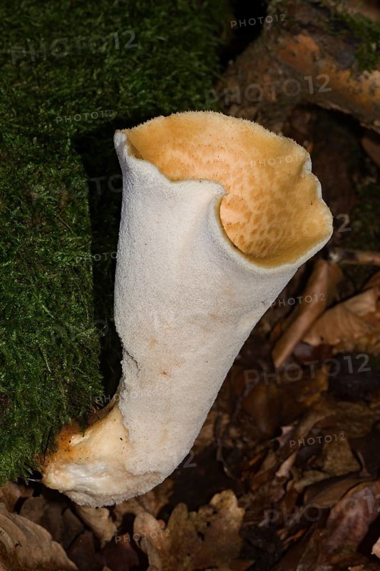 Scaly porling fruiting body with white stalk and light yellow cap with light brown scales growing on mossy tree trunk