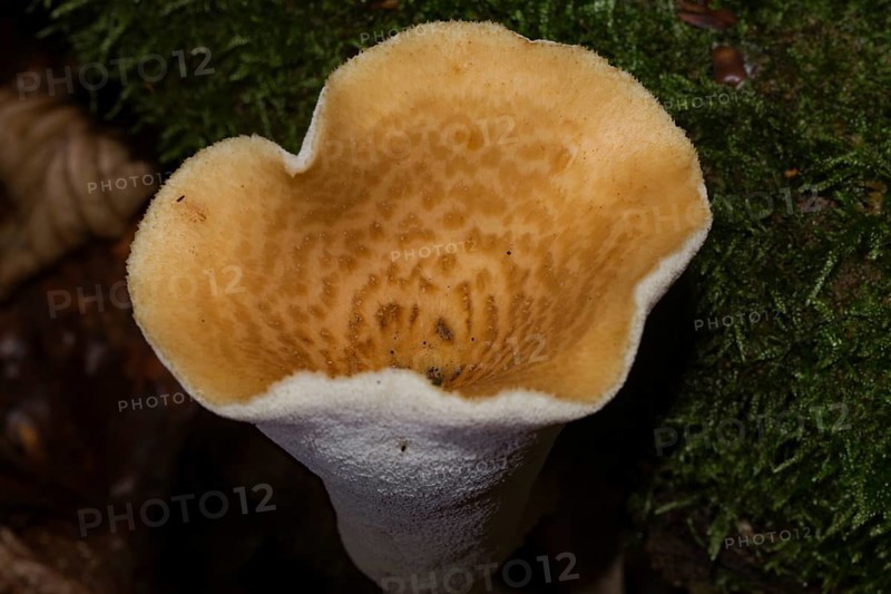 Scaly porling Fruiting body with white stalk and light yellow cap with light brown scales