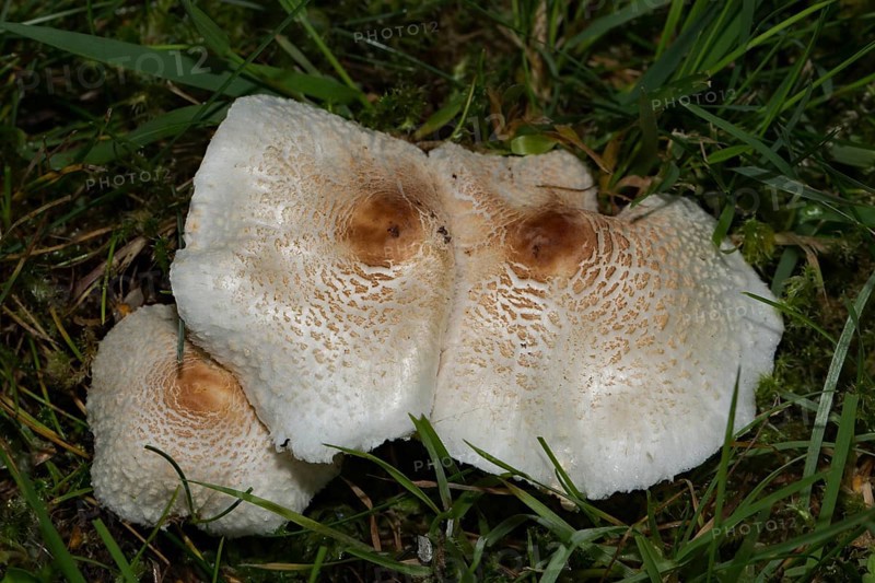 Stinkschirmling fruiting body three white hats with dark brown scales next to each other in grass