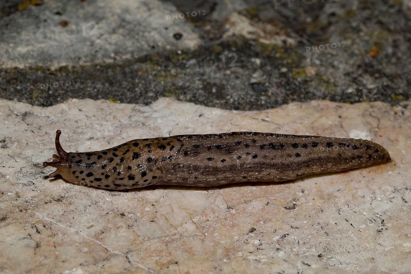 Tiger Snail Large Egg Snail Tiger Slug Lying on Stone Pavement Left Sighting
