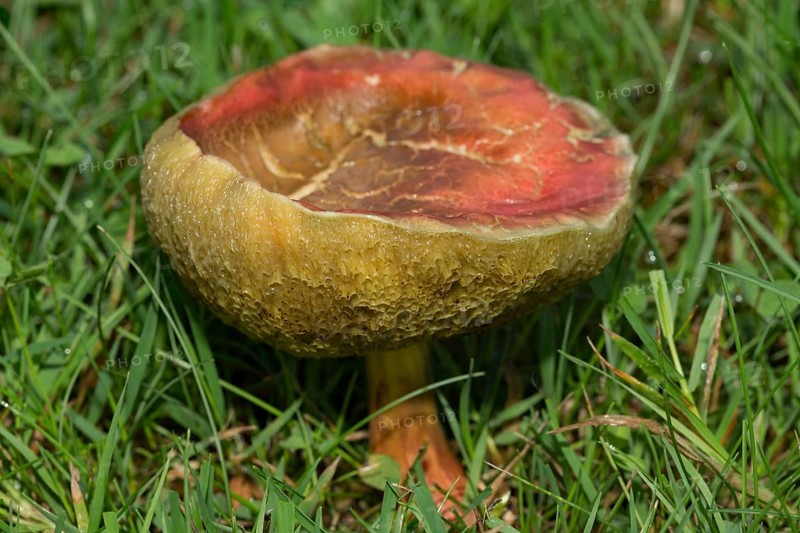 Red-legged boletus Fruiting body with yellowish-red stalk and brownish cap in green grass