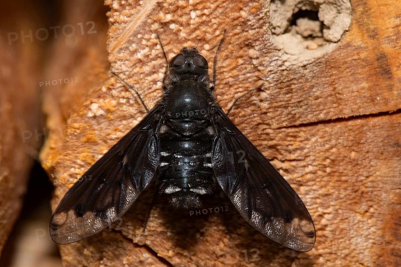 Bee fly sitting on piece of wood from behind
