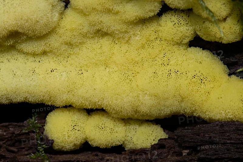 White-yellow netted yellow pore-like fruiting bodies on tree trunk