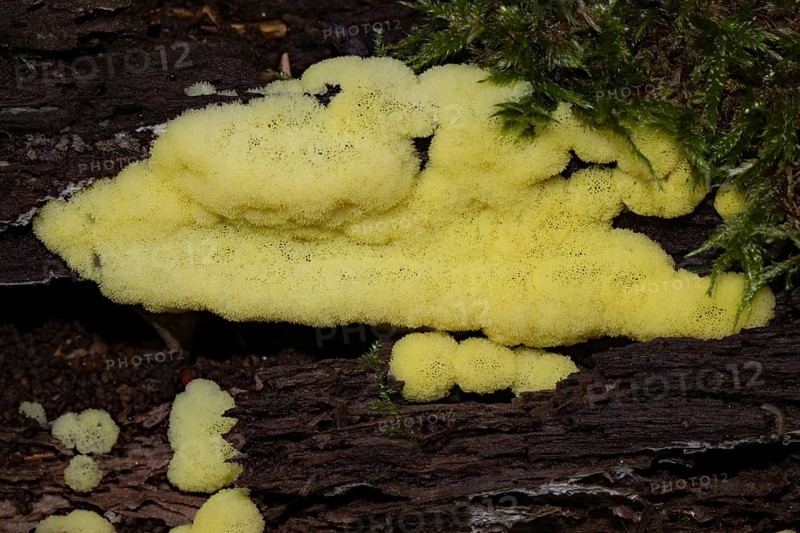 White-yellow netted yellow pore-like fruiting bodies on tree trunk