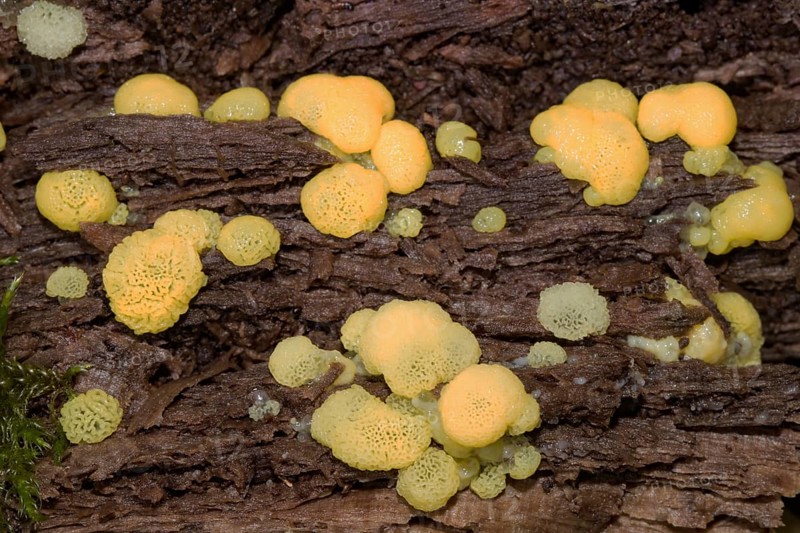White-yellow net cushion many white and yellow pore-like fruiting bodies on tree trunk