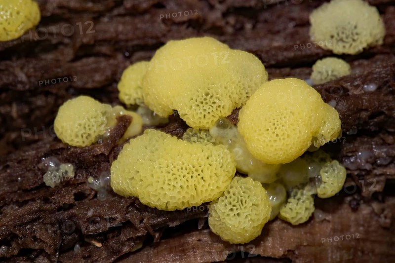 White-yellow net cushion several yellow pore-like fruiting bodies on tree trunk