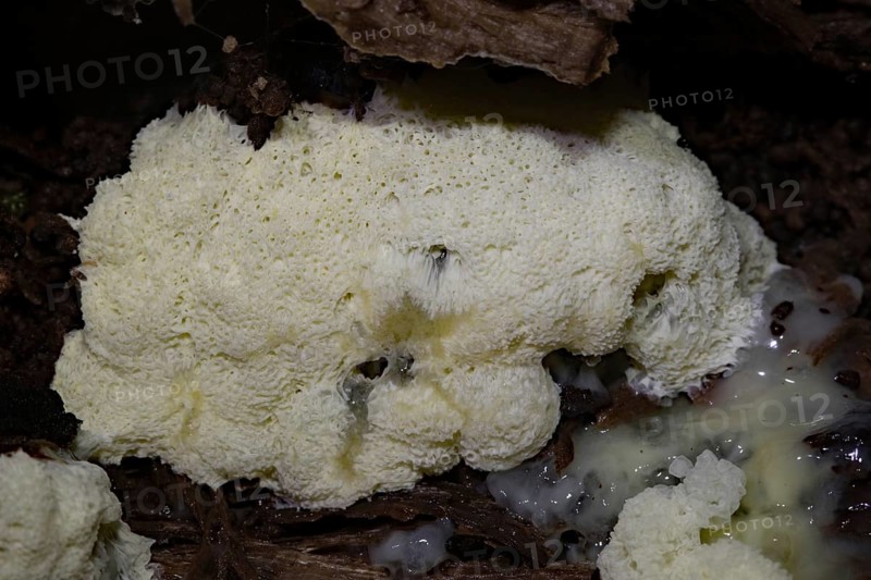 White-yellow net cushion white pore-like fruiting bodies with Plasmodium on tree trunk