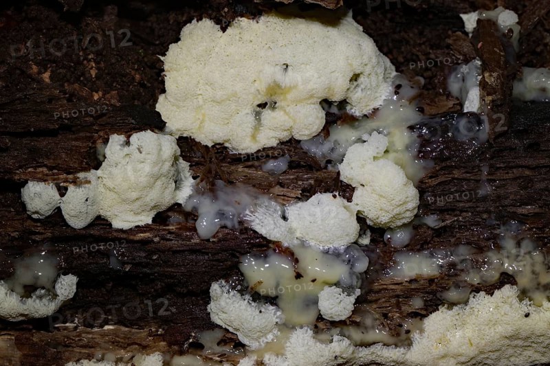White-yellow net cushion white pore-like fruiting bodies with Plasmodium on tree trunk