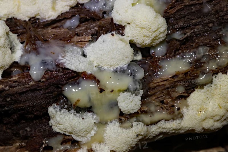 White-yellow net cushion white pore-like fruiting bodies with white plasmodium on tree trunk