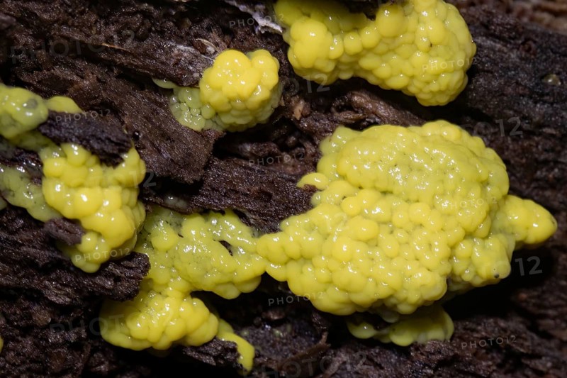 White-yellow netted yellow pore-like fruiting bodies on tree trunk