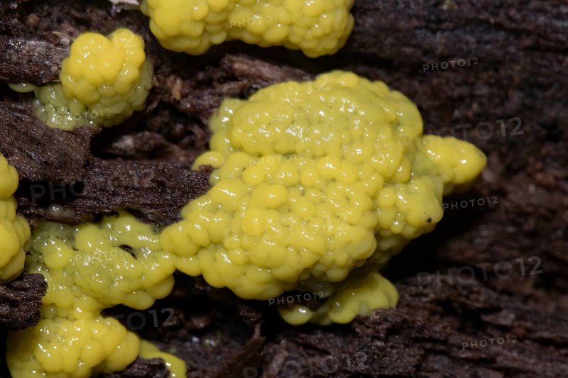 White-yellow netted yellow pore-like fruiting bodies on tree trunk