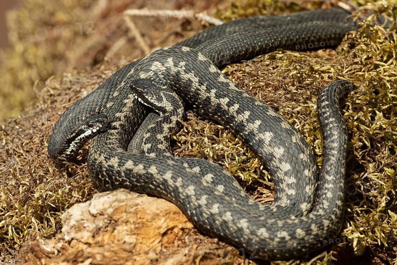 Adder seeing two snakes entwined lying on moss facing each other