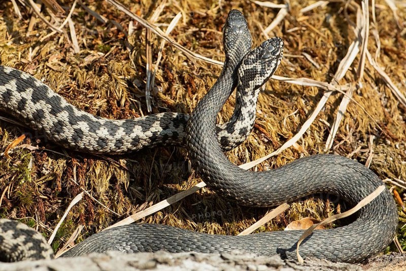 Adder two snakes in a comment fight on moss next to each other entwined standing up from behind