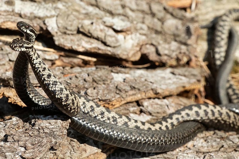 Adder two snakes in a commentary fight in front of a tree trunk lying entwined next to each other