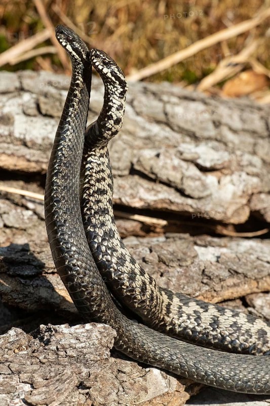Adder seeing two snakes in a commentary fight in front of a tree trunk standing up next to each other on the left side