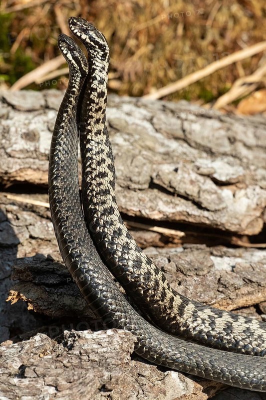 Adder seeing two snakes in a commentary fight in front of a tree trunk standing up next to each other on the left side