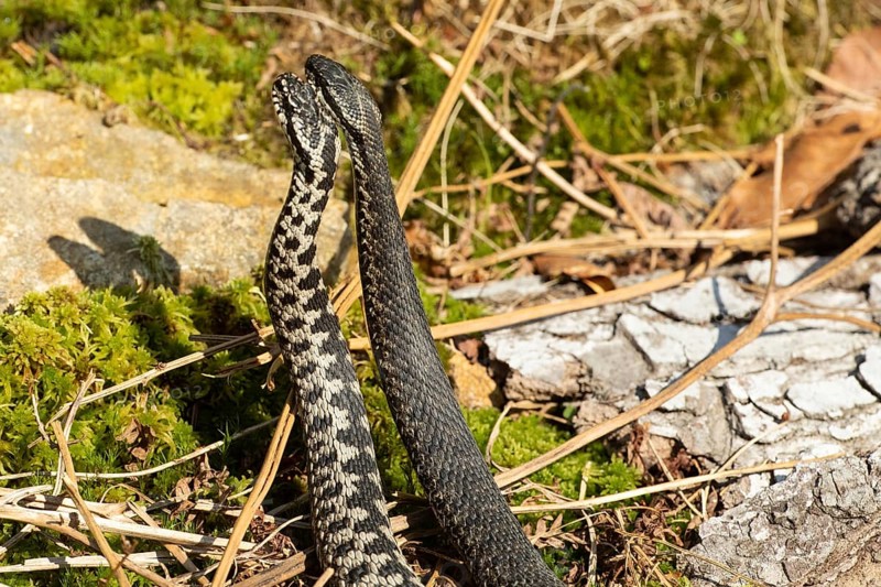 Adder two snakes in commentary fight in front of rock side by side standing up from behind