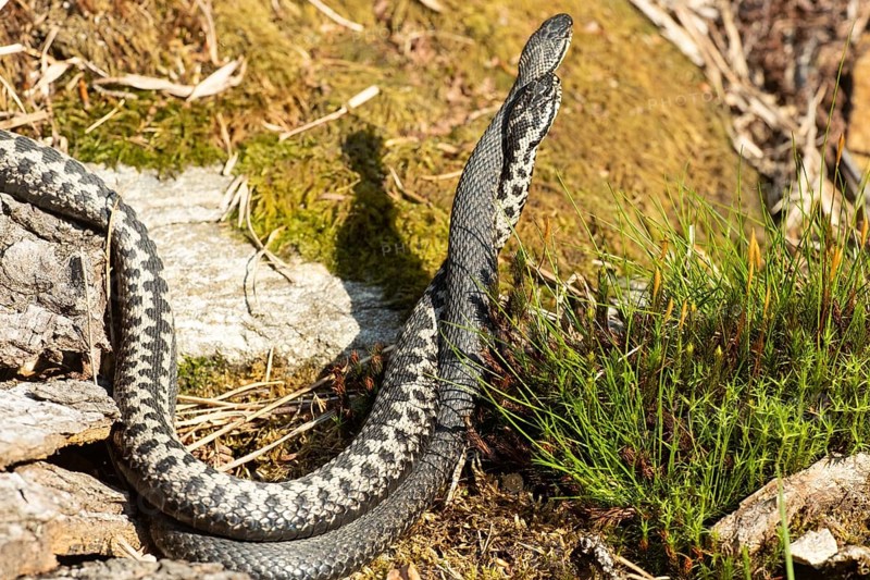 Adder two snakes in commentary fight in front of green moss standing tall seen on right side