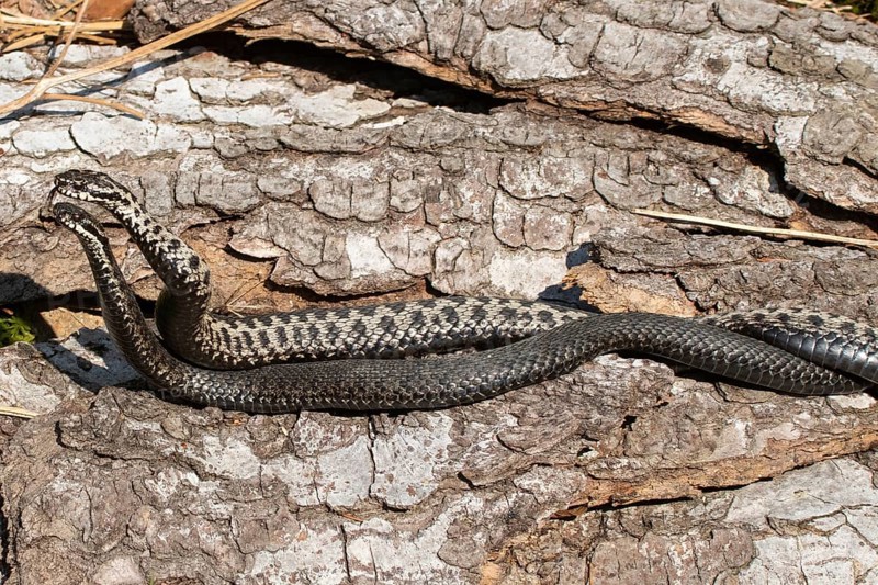 Adder seeing two snakes in a comment fight in front of a tree trunk lying next to each other on the left side