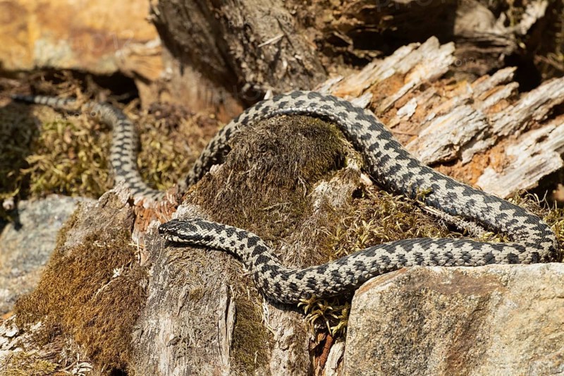 Adder lying on rock looking left
