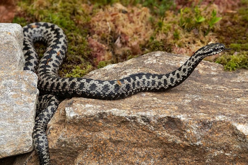 Adder with tongue out licking lying on rock looking right