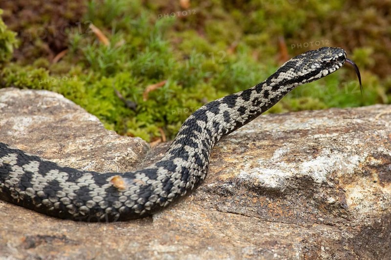 Adder with tongue out licking lying on rock looking right