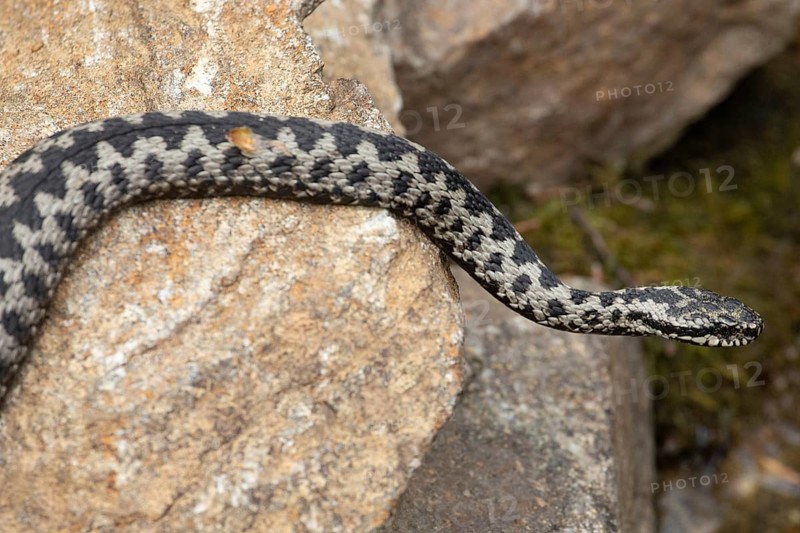 Adder lying on rock looking right
