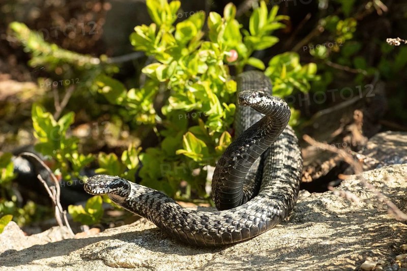 Adder two snakes in a commensal fight on a tree trunk in front of a blueberry bush lying entwined next to each other