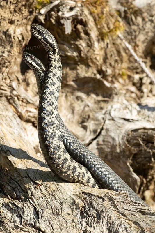 Adder two snakes in a commentary fight in front of a tree trunk entwined next to each other standing up on the left side looking at each other