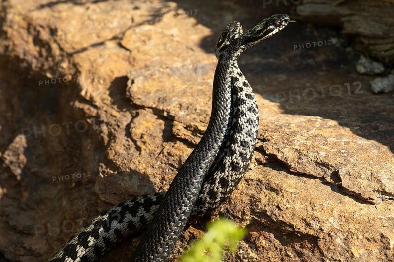 Adder two snakes with outstretched tongues in a comment fight in front of stones entwined standing up lambent seeing different