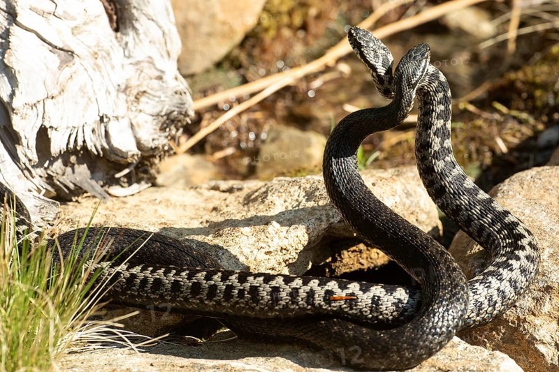 Adder two snakes in a commentary fight on stones intertwined standing up from behind looking differently