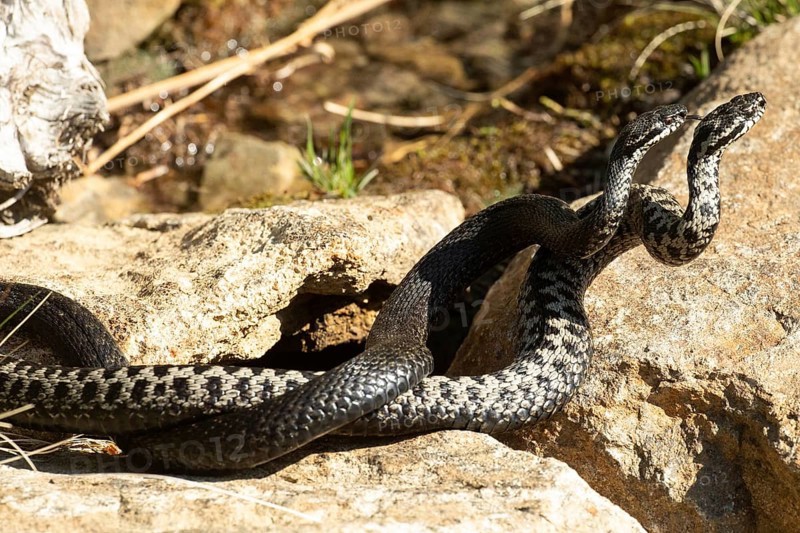 Adder two snakes with outstretched tongues in a commentary fight