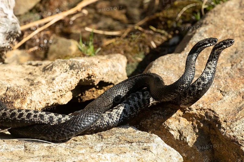 Adder two snakes in commentary fight lying entangled on stones seen on the right