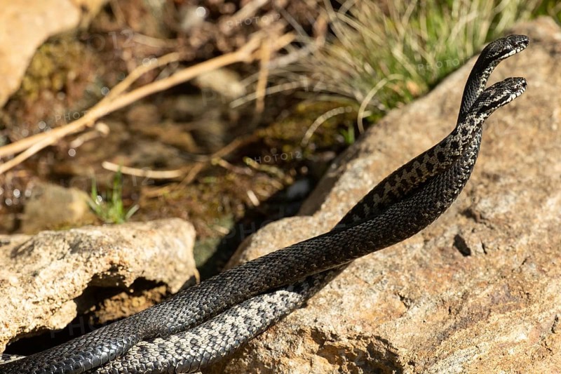 Adder two snakes in commentary fight lying entangled on stones seen on the right