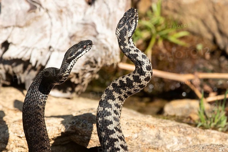 Adder two snakes in commentary fight side by side standing up on stone seen right