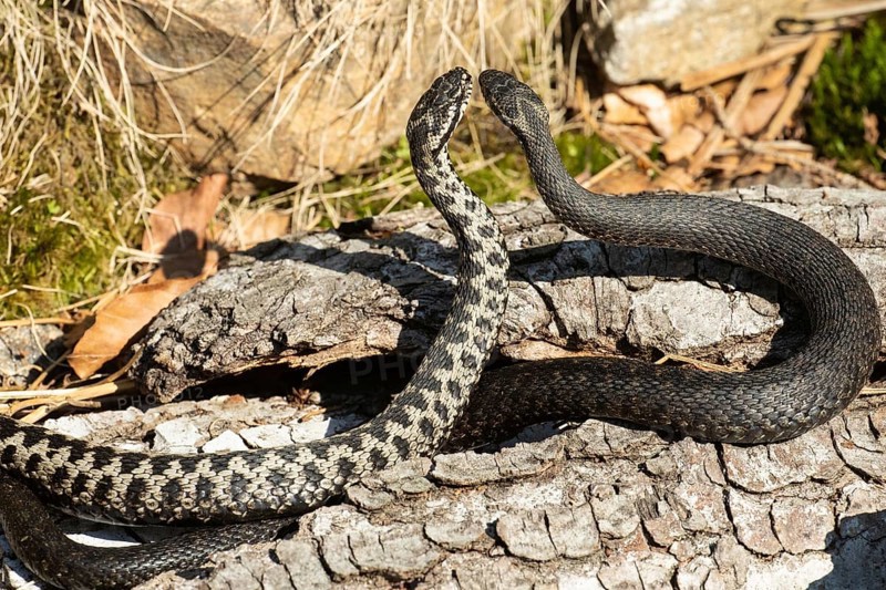 Adder two snakes in a commentary fight on a tree trunk standing high