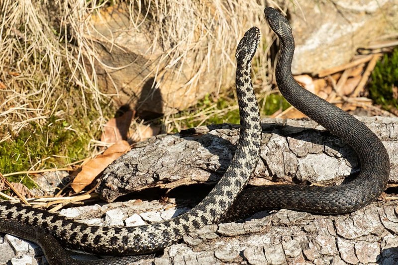 Adder two snakes in a commentary fight on a tree trunk standing high