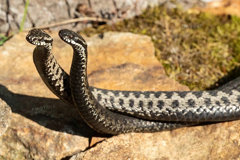 Adder two snakes in commentary fight lying entangled on stones seen from front left