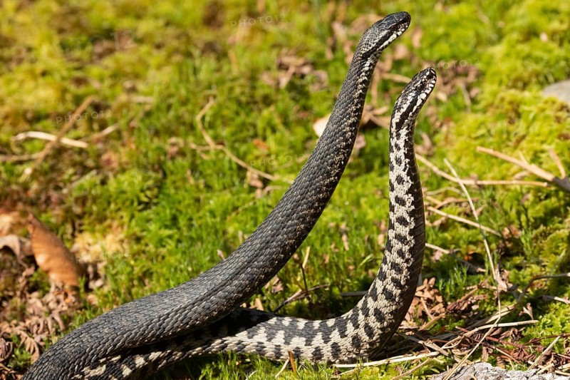 Adder two snakes in commentary fight in moss standing upright seen on the right