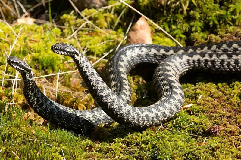 Adder two snakes in moss in commentary fight lying next to each other seen on the left