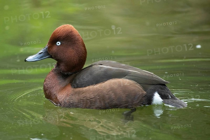 Ferruginous Duck swimming in water seen on the left