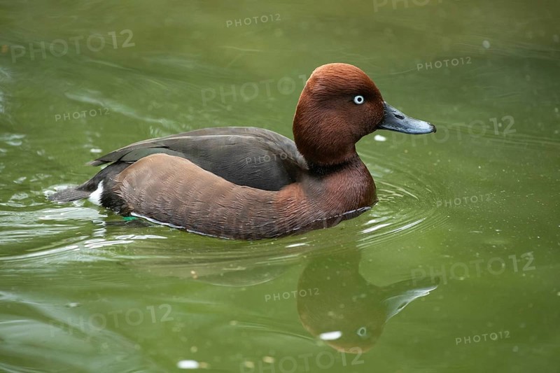 Ferruginous Duck Swimming in Water with Mirror Image Seen Right