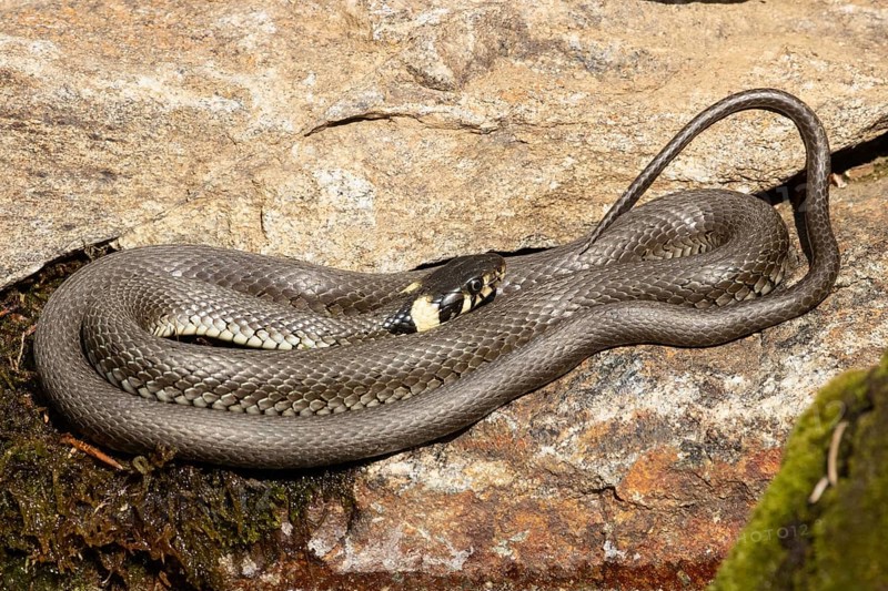 Grass snake on stone curled lying seeing right