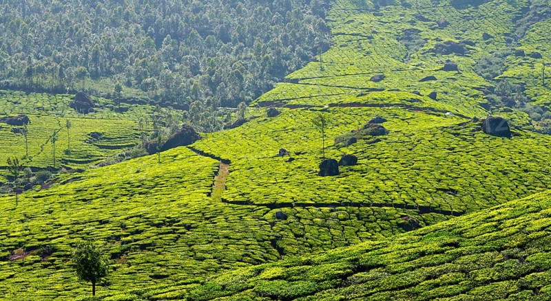 Tea plantations panorama. Munnar