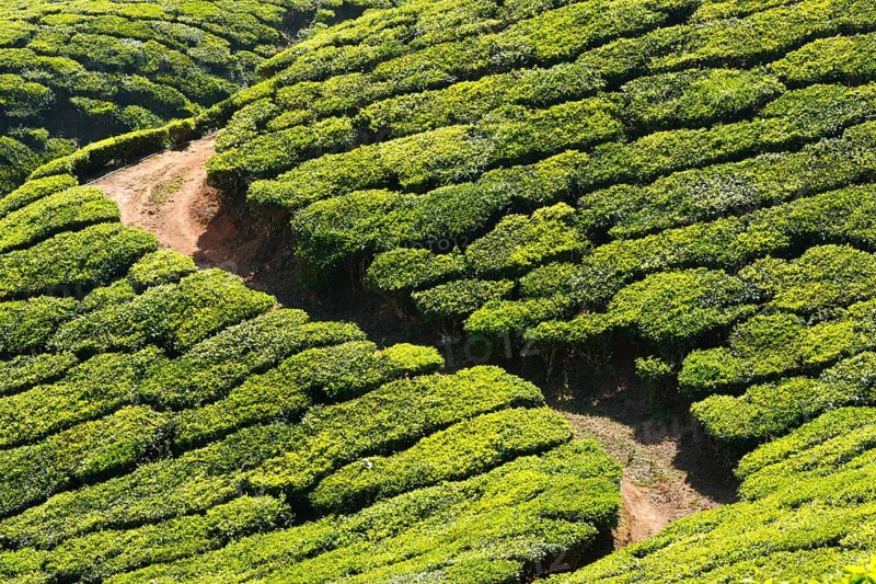 Tea plantations. Munnar