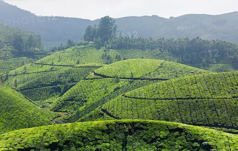 Tea plantations. Munnar