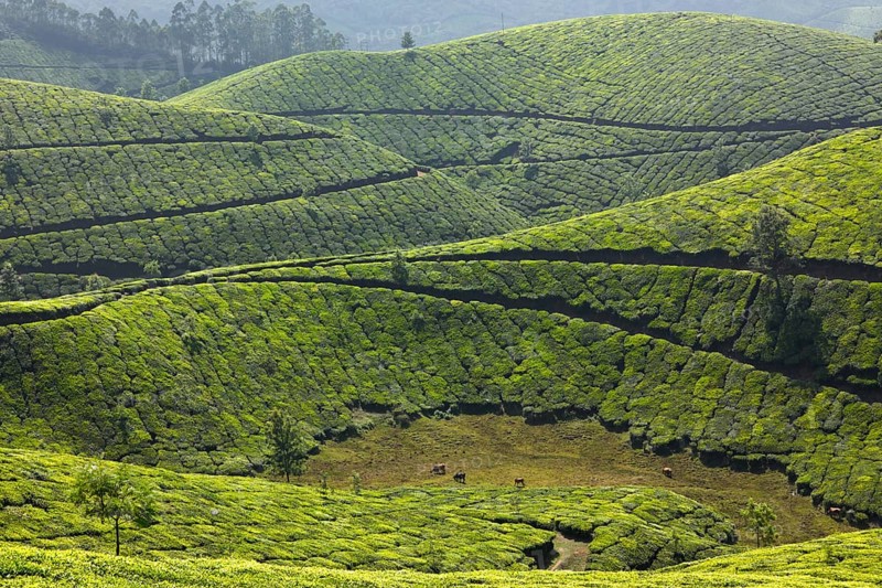 Tea plantations. Munnar