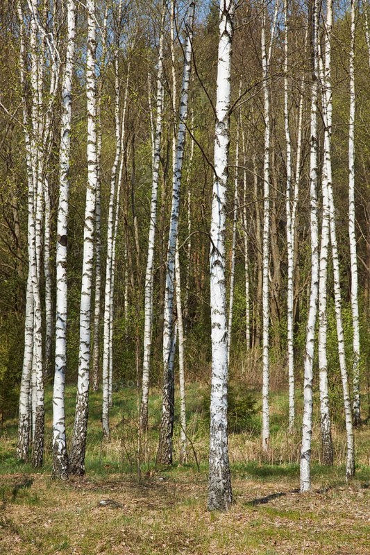 Birch grove in spring