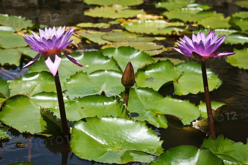 Purple lotuses in water