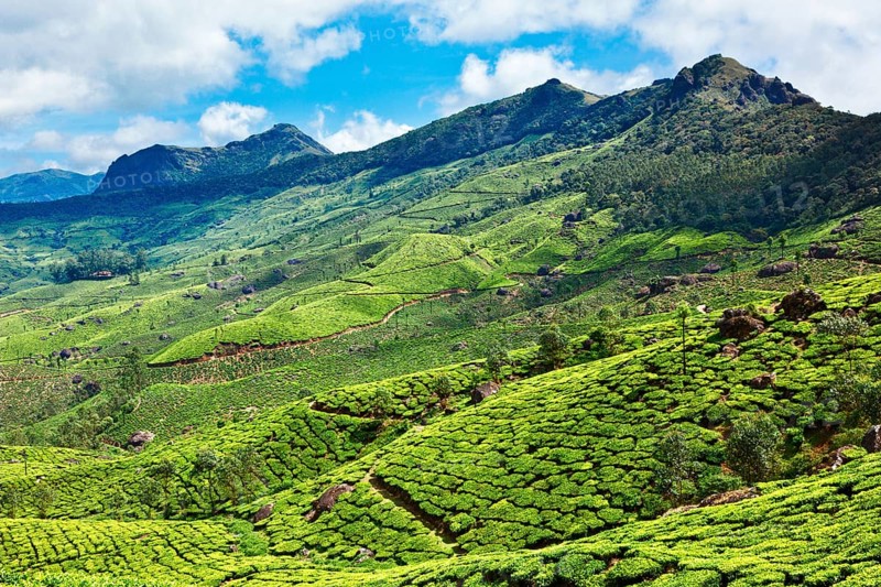 Tea plantations. Munnar